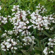 Penstémon digitalis Husker Red Superior