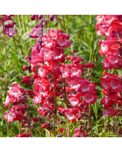Penstémon hartwegii Le Phare (Scarlet Queen)