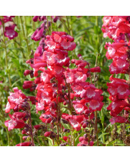 Penstémon digitalis Husker Red Superior