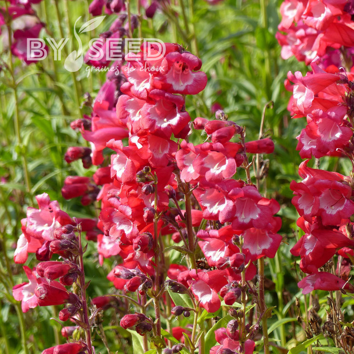 Penstémon hartwegii Le Phare (Scarlet Queen)