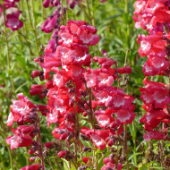 Penstémon hartwegii Le Phare (Scarlet Queen)
