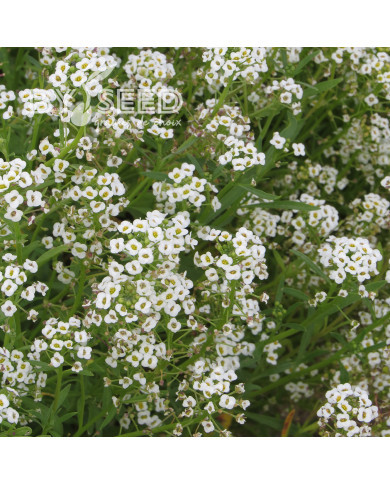 Alysse odorant Corbeille d'Argent - Lobularia maritima Benthamii