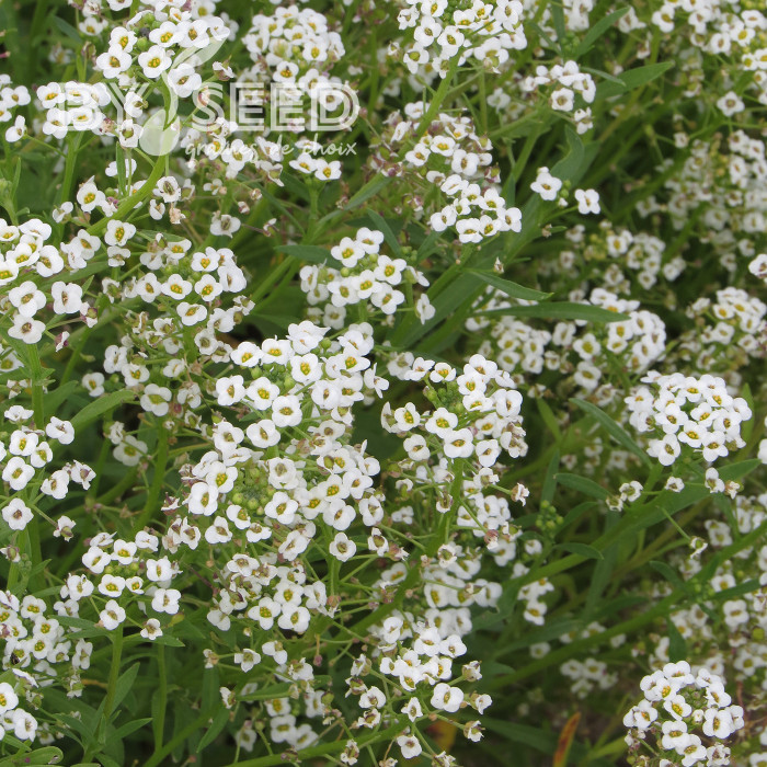 Alysse odorant Corbeille d'Argent - Lobularia maritima Benthamii