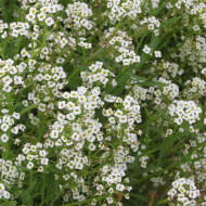 Alysse odorant Corbeille d'Argent - Lobularia maritima Benthamii