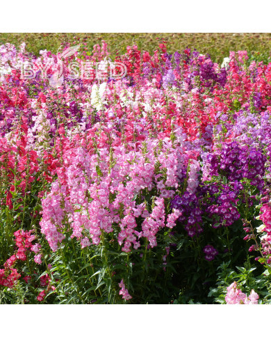 Penstémon hartwegii Sensation Mix