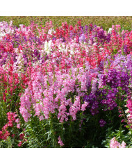 Penstémon hartwegii Le Phare (Scarlet Queen)