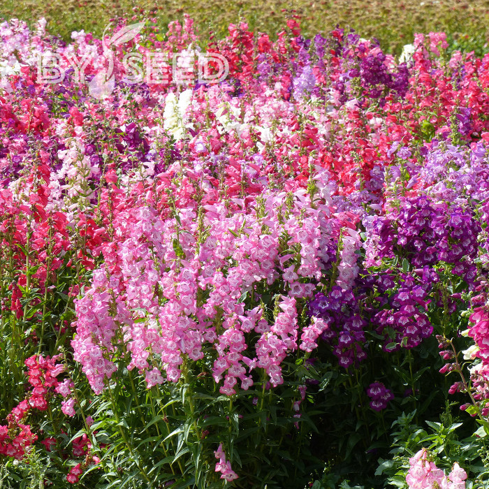 Penstémon hartwegii Sensation Mix