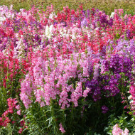 Penstémon hartwegii Sensation Mix
