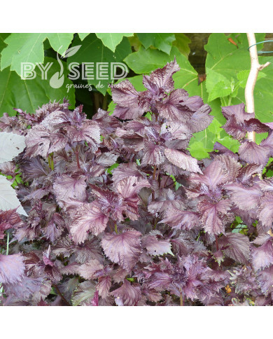 Périlla de Nankin (Perilla frutescens Nankinensis)