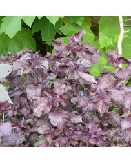 Penstémon hartwegii Sensation Mix