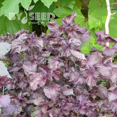 Périlla de Nankin (Perilla frutescens Nankinensis)