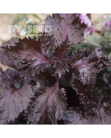 Perilla Shiso rouge