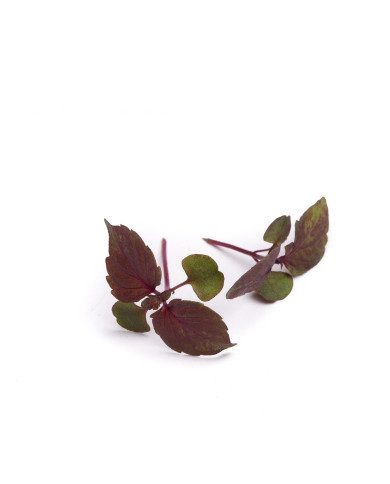 Perilla Shiso rouge