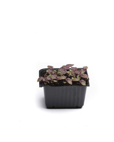 Perilla Shiso rouge