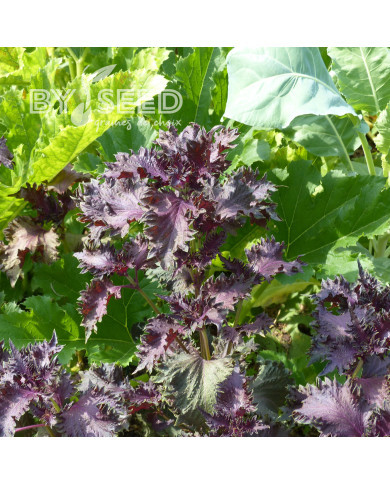 Perilla Shiso rouge