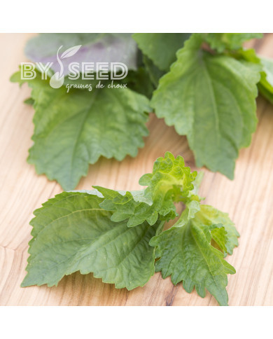 Perilla Shiso vert