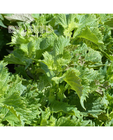 Perilla Shiso vert