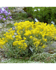 Alstroemère Dévotion