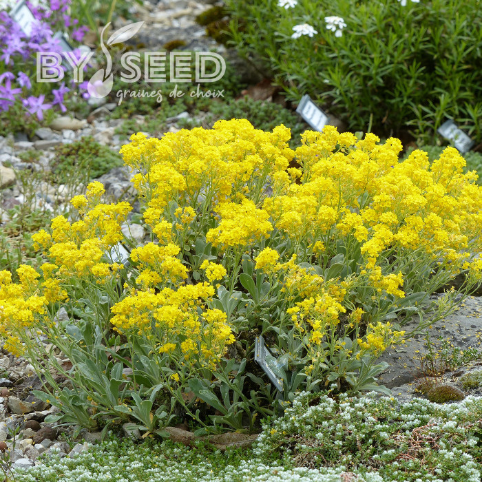 Alysse saxatile Corbeille d'Or