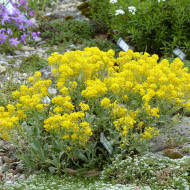Alysse saxatile Corbeille d'Or