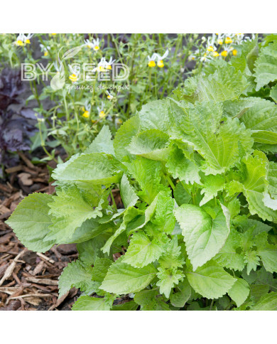 Perilla Shiso vert