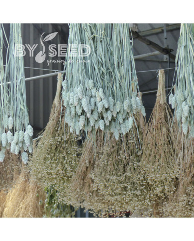 Phalaris des Canaries - Alpiste