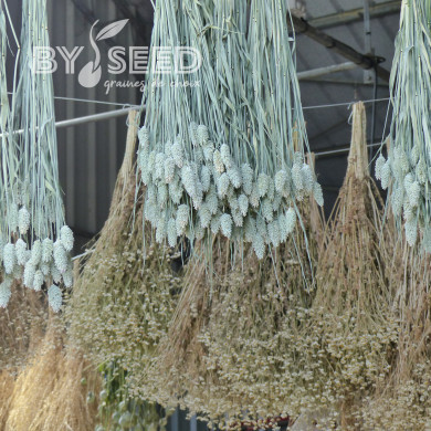 Phalaris des Canaries - Alpiste