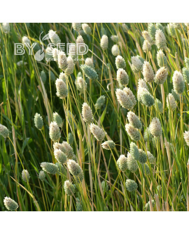 Phalaris des Canaries - Alpiste