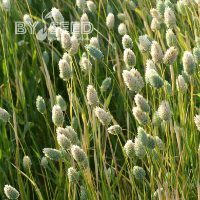 Phalaris des Canaries - Alpiste