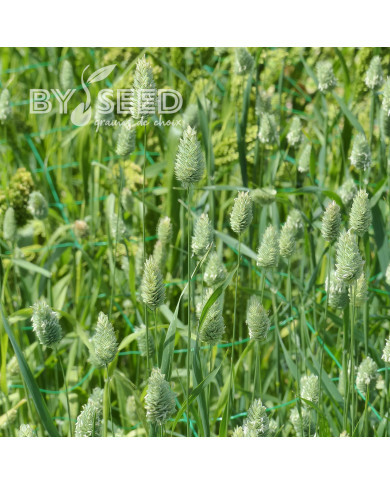Phalaris des Canaries - Alpiste