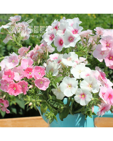 Phlox annuel Blushing Bride