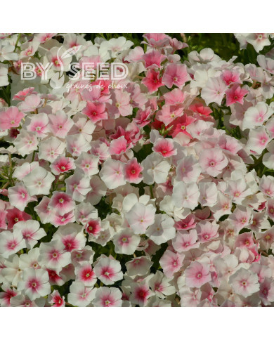 Phlox annuel Blushing Bride