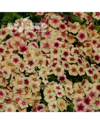 Phlox annuel Cherry Caramel