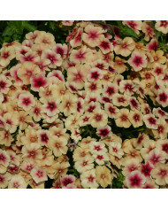 Phlox annuel Crème Brûlée