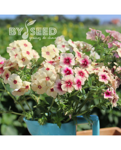 Phlox annuel Cherry Caramel