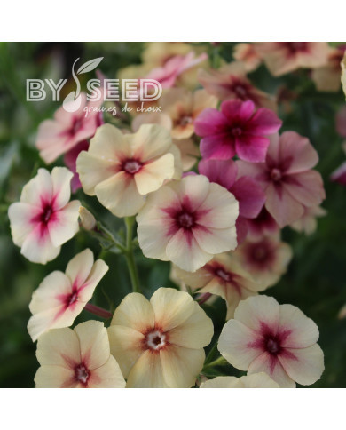 Phlox annuel Cherry Caramel