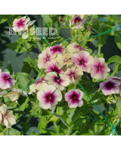 Phlox annuel Cherry Caramel