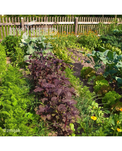 Amarante comestible Red Garnet