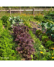 Alysse saxatile Corbeille d'Or