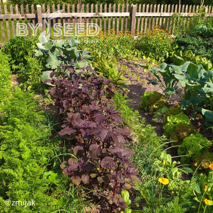 Amarante comestible Red Garnet