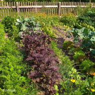 Amarante comestible Red Garnet