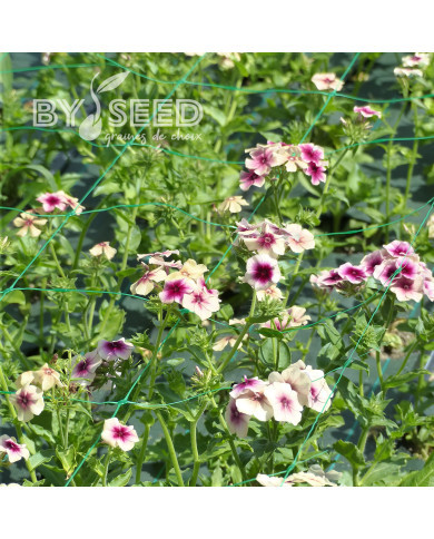 Phlox annuel Cherry Caramel