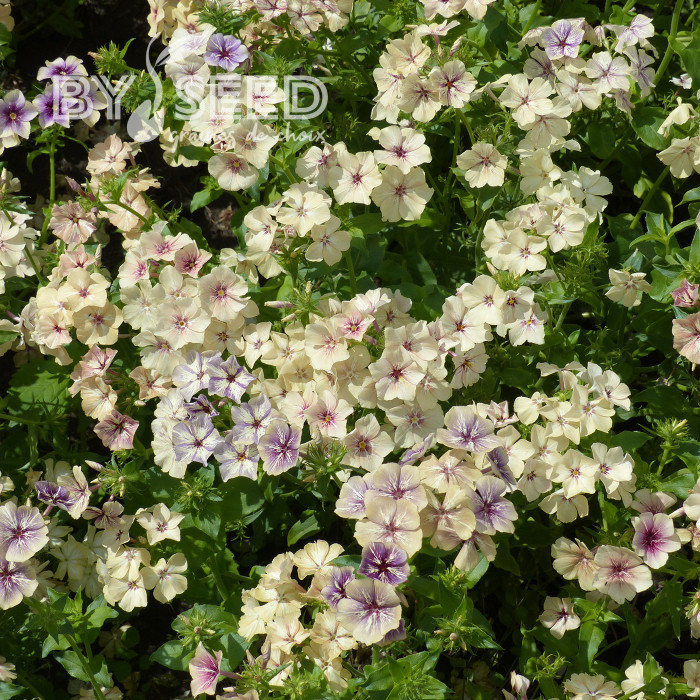 Phlox annuel Crème Brûlée