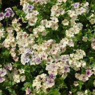 Phlox annuel Crème Brûlée