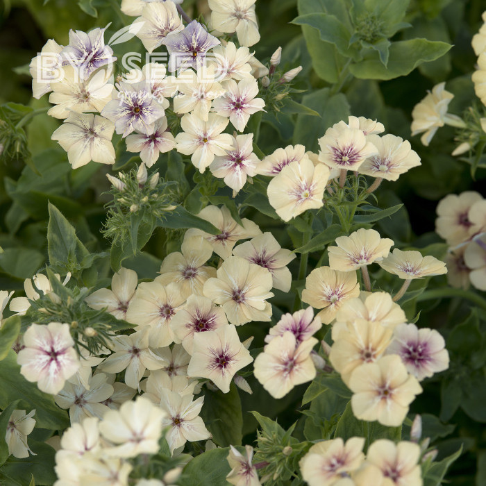 Phlox annuel Crème Brûlée