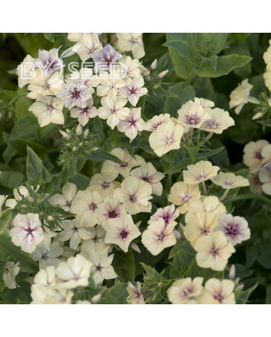 Phlox annuel Crème Brûlée