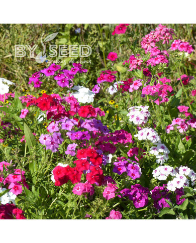 Phlox annuel Grandiflora Mix
