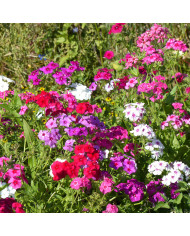 Phlox annuel Crème Brûlée