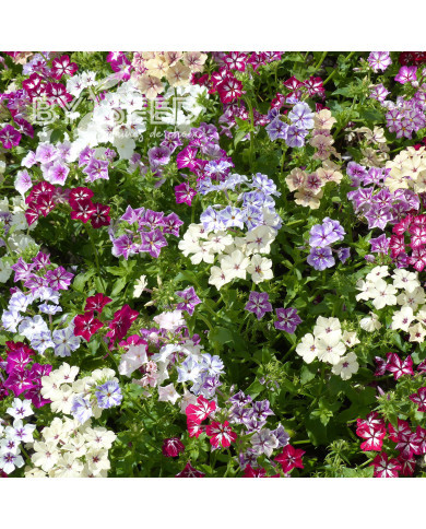 Phlox annuel Starry Eyes