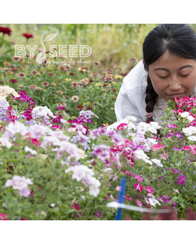 Phlox annuel Starry Eyes